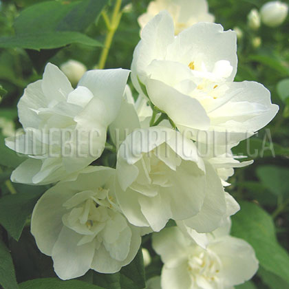 image de Philadelphus Virginal