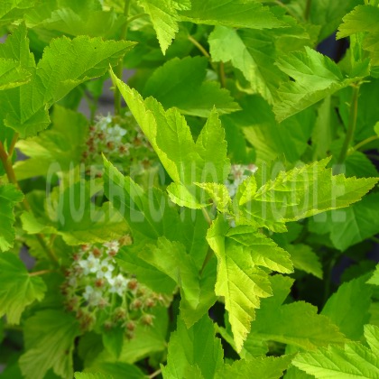 image de Physocarpus opulifolius Angel Gold