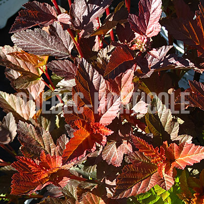 image de Physocarpus opulifolius Ginger Wine®