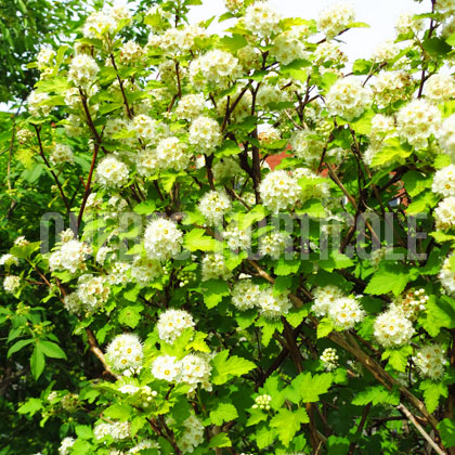 image de Physocarpus opulifolius Golden Nugget