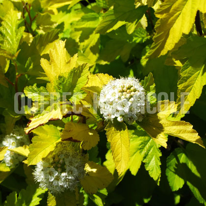 image de Physocarpus opulifolius Lemon Candy