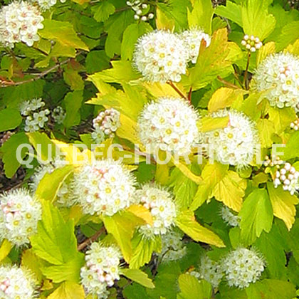 image de Physocarpus opulifolius Tiny Wine® Gold