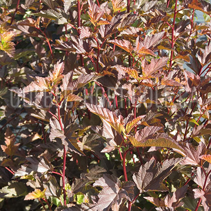 image de Physocarpus opulifolius Coppertina®