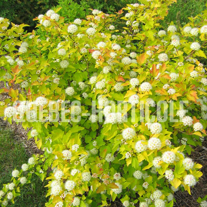 image de Physocarpus opulifolius Dart's Gold