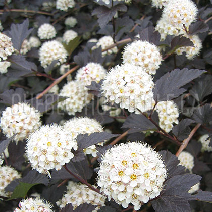 image de Physocarpus opulifolius Diabolo