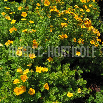 image de Potentilla fruticosa Hopley's Orange