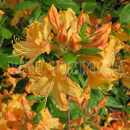 image de Rhododendron Golden Lights