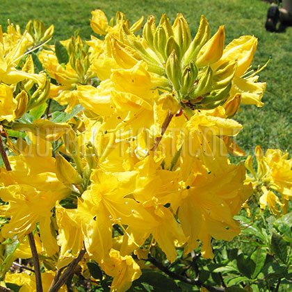 image de Rhododendron Lemon Lights