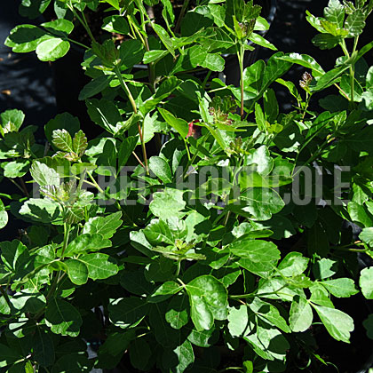 image de Rhus aromatica Gro-Low