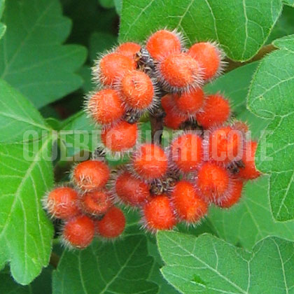 image de Rhus aromatica Gro-Low