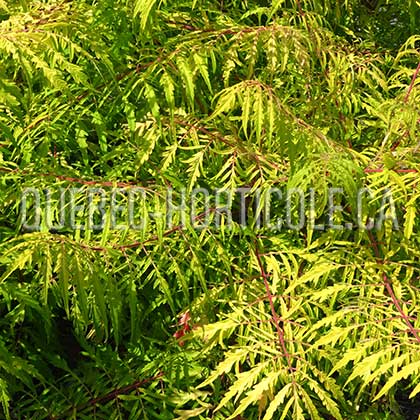 image de Rhus typhina Tiger Eyes™