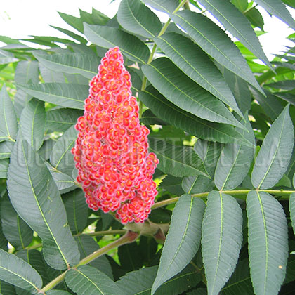 image de Rhus typhina 