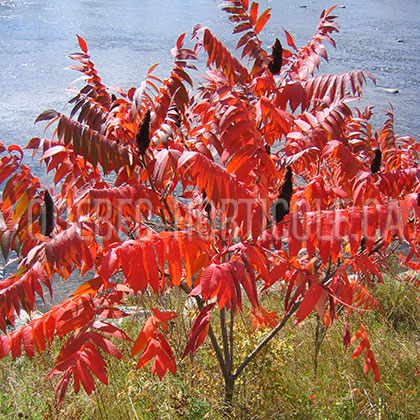 image de Rhus typhina 