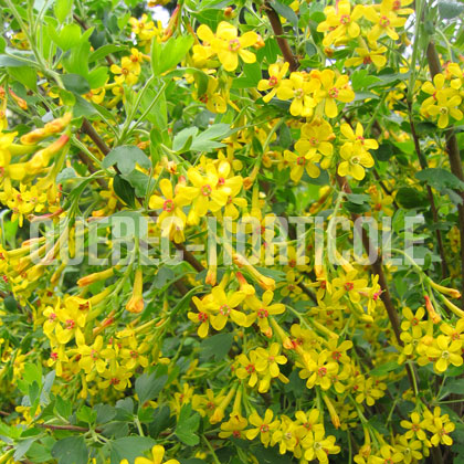 image de Ribes aureum 