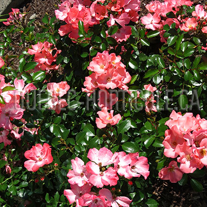 image de Rosa Flower Carpet Coral