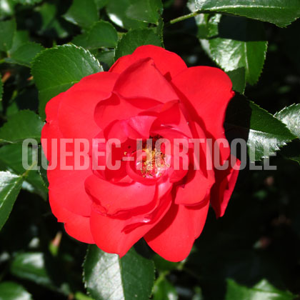 image de Rosa Flower Carpet Scarlet