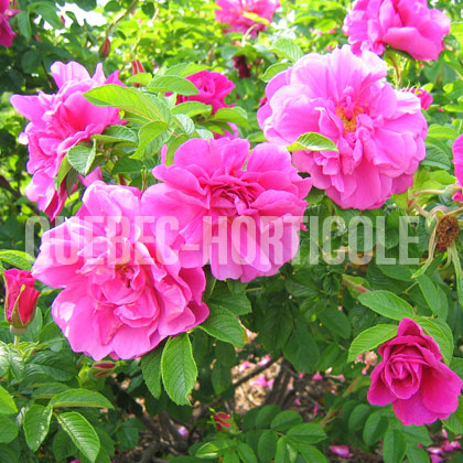 image de Rosa rugosa Hansa