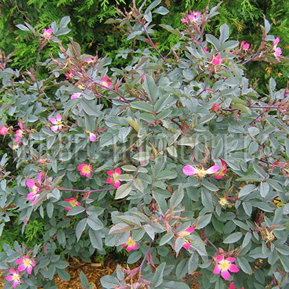 image de Rosa glauca (R. rubrifolia) 