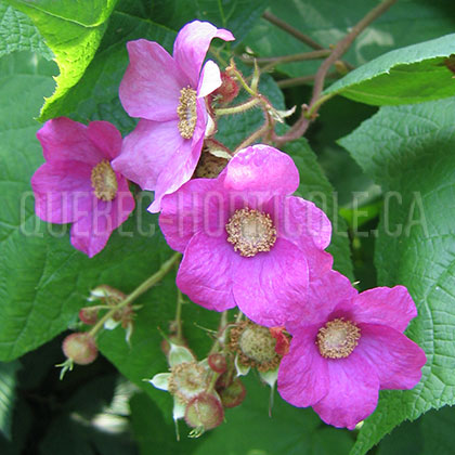 image de Rubus odoratus 