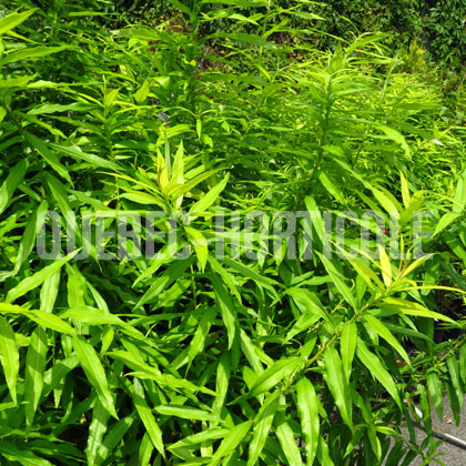 image de Salix sachalinensis Golden Sunshine