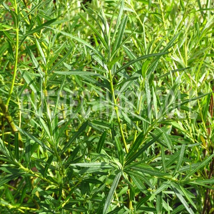 image de Salix viminalis 