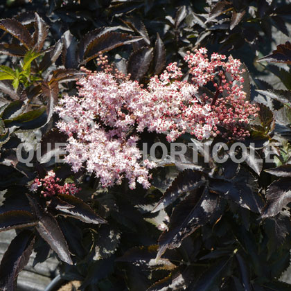 image de Sambucus nigra Black Tower