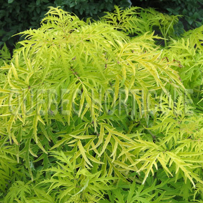 image de Sambucus racemosa Lemony Lace®