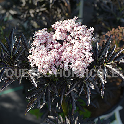 image de Sambucus nigra Strait-Laced®