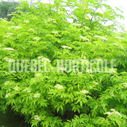 image de Sambucus canadensis Aurea