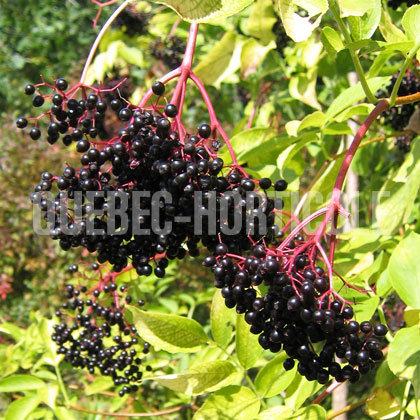 image de Sambucus canadensis Aurea