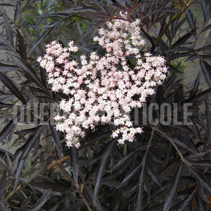 image de Sambucus nigra Black Lace