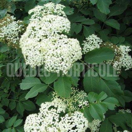 image de Sambucus canadensis 