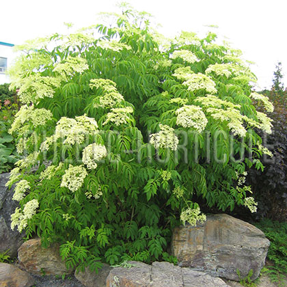 image de Sambucus canadensis Maxima