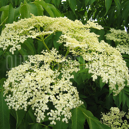 image de Sambucus canadensis Maxima