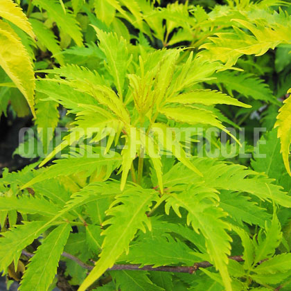 image de Sambucus racemosa Plumosa Aurea