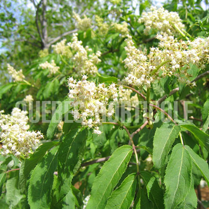 image de Sambucus racemosa subsp. pubens 