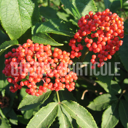 image de Sambucus racemosa subsp. pubens 