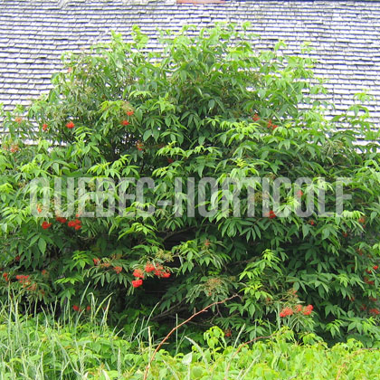 image de Sambucus racemosa subsp. pubens 