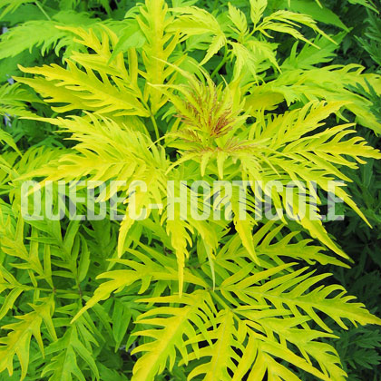 image de Sambucus racemosa Sutherland Gold