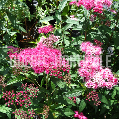 image de Spiraea japonica Dart's Red