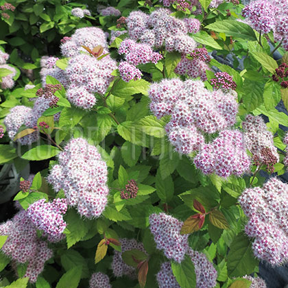 image de Spiraea x Double Play® Big Bang™