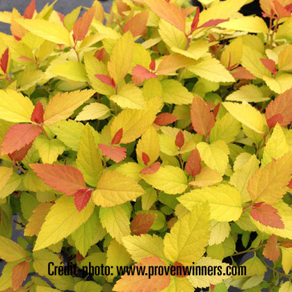 image de Spiraea japonica Double Play® Candy Corn