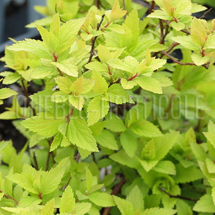 image de Spiraea japonica Double Play® Gold