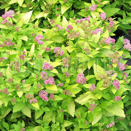 image de Spiraea japonica Double Play® Gold