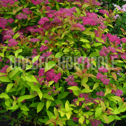 image de Spiraea japonica Flaming Mound