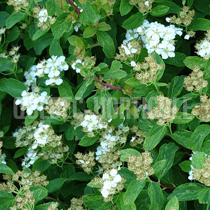 image de Spiraea nipponica Golden Glitter