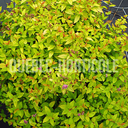 image de Spiraea Sparkling Carpet