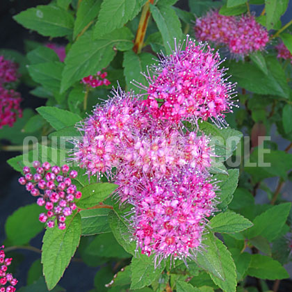 image de Spiraea japonica Superstar