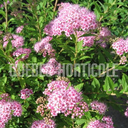 image de Spiraea japonica Alpina