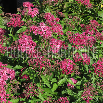 image de Spiraea japonica Anthony Waterer